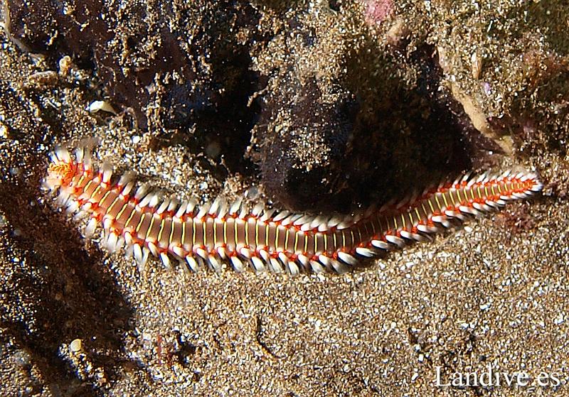 Gusano de fuego ( Hermodice carunculata ).jpg - OLYMPUS DIGITAL CAMERA